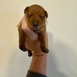 Reid - Stag red male Miniature Pinscher puppy in Eatonton, Georgia from TNT Puppies