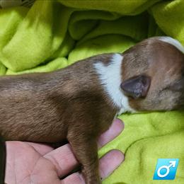 BoY 2 - Red male Boston Terrier puppy in Versailles, Indiana from Benhams Bostons