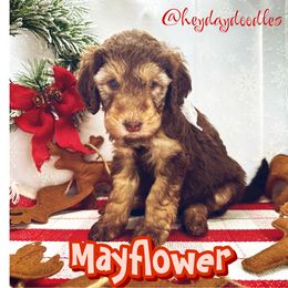 Mayflower - Phantom Goldendoodle puppy in Lititz, Pennsylvania from Heyday Doodles