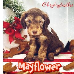 Mayflower - Phantom Goldendoodle puppy in Lititz, Pennsylvania from Heyday Doodles