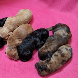 Aussiedoodle, Australian Shepherd, Bernedoodle, Cockapoo, and Poodle Puppies from Sis' Doodles & Poodles