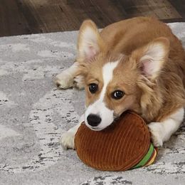 American Corgi, Cardigan Welsh Corgi, and Pembroke Welsh Corgi Puppies from Chloe's Colorful Corgis
