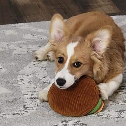 American Corgi, Cardigan Welsh Corgi, and Pembroke Welsh Corgi Puppies from Chloe's Colorful Corgis