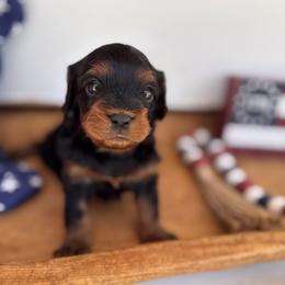 Lainey - Black and tan female Cavapoo puppy in Mesa, Arizona from Pedersendoodles