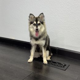 Stormy - Black and white female Pomsky puppy in La Verne, California from Red Cedar Pomskies