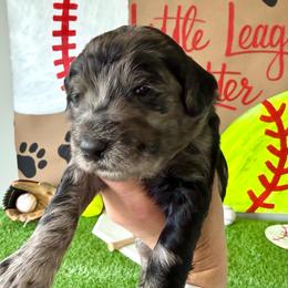 Joce - Merle female Labradoodle puppy in Adams, Nebraska from Boxcar Doodles and Poodles