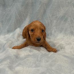 Theodore- AKC - Red male Dachshund puppy in Gainesville, Texas from Diamond B Doxies