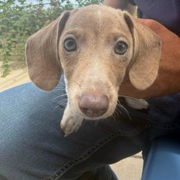 Thunder - Brindle male Dachshund puppy in Escalon, California from Dashing Dachshunds RF