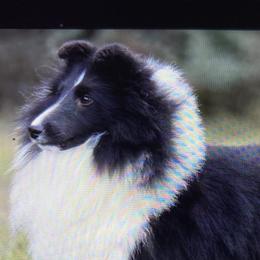 Shetland Sheepdogs from MacGregor Shelties