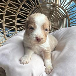 Ariel - Red merle female Australian Shepherd puppy in Grants Pass, Oregon from Carmel Mountain Aussies