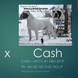 Cash - French Bulldog