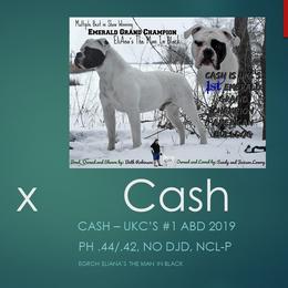 Cash - French Bulldog