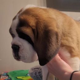Boy 3 - Brown and white Saint Bernard puppy in Brandon, South Dakota from Split Rock Saints