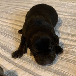 Boy 2 - Black male Catahoula Leopard Dog puppy in Gadsden, Alabama from Rich Cat’s