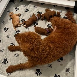 Labradoodle Puppies from Desert Mountain Doodles