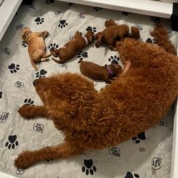 Labradoodle Puppies from Desert Mountain Doodles