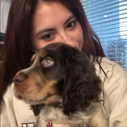 Boy 1 'Atlas' - Liver white and tan male English Springer Spaniel puppy in Silverdale, Washington from TimberVale Springers