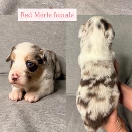 Cavassier - Red merle female Miniature Australian Shepherd puppy in Lyman, Mississippi from Bayou Blues Farm