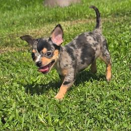 Violet - Merle female Chihuahua puppy in Amity, Pennsylvania from Baxters Chihuahuas