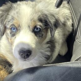Australian Shepherds and Border Collies from Reeds Ranch