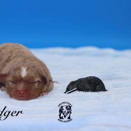 Badger - Red merle male Miniature Australian Shepherd puppy in Weeki Wachee, Florida from Arlington's Mini Aussies