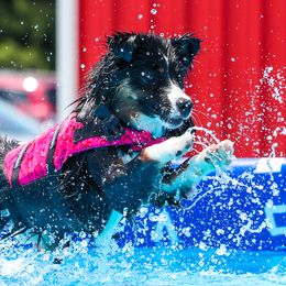 Sierra - Miniature American Shepherd