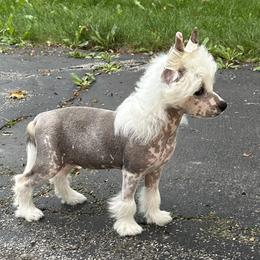 Chinese Crested Puppies from Windsong
