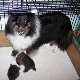 Tyra - Shetland Sheepdog
