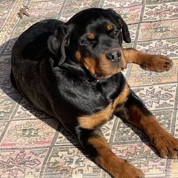 Rottweiler All Grown Up from Sweetgum Farm