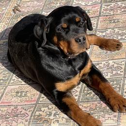 Rottweiler All Grown Up from Sweetgum Farm