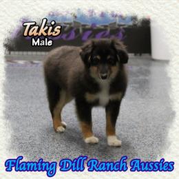 Takis - Black tri male Toy Australian Shepherd puppy in Forestburg, Texas from Flaming Dill Ranch Aussies