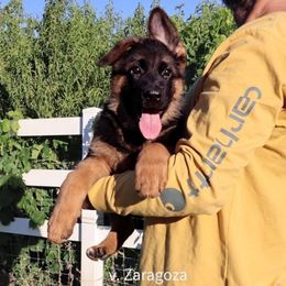 Boy 1 - Black and red male German Shepherd puppy in Stockton, California from Zaragoza German Shepherds