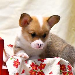 Pembroke Welsh Corgi Puppies from Rhone River Farm Pembroke Welsh Corgis