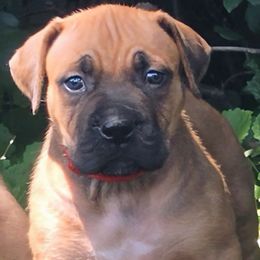 Red - Brown female Boerboel puppy in Naples, New York from Freedom Boerboels LLC
