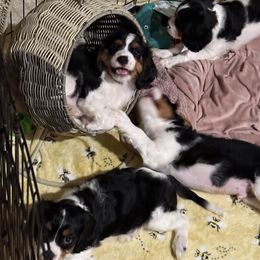 Cavalier King Charles Spaniel Puppies from The Cavi Pack