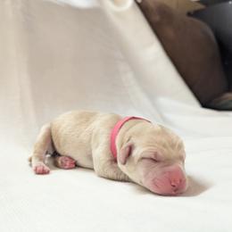 Dilute Retriever and Labrador Retriever Puppies from LC Hunting Labs, LLC.
