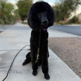 Ripley - Poodle