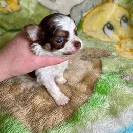 Buckeye - Chocolate and white male Chihuahua puppy in Canton, Ohio from Elysium Fields Chihuahuas