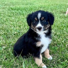 Miniature Australian Shepherd and Toy Australian Shepherd Puppies from Kickapoo Creek Toy & Mini Aussies