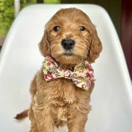 Sprite - Apricot male Goldendoodle puppy in Mount Pleasant, Tennessee from Doodle My Heart