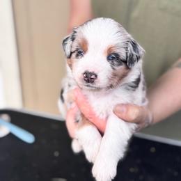 Harbor - Blue merle male Miniature American Shepherd puppy in White City, Oregon from Born Rogue Miniature American Shepherds