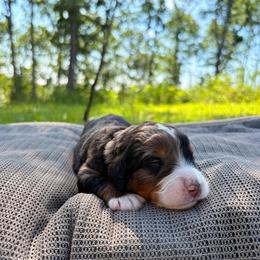 Boy 2 - male Bernedoodle puppy in Travelers Rest, South Carolina from Bernedoodle.do