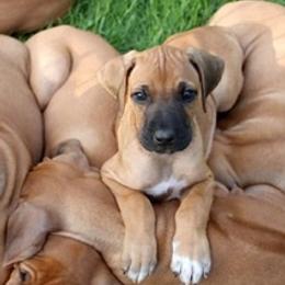 Rhodesian Ridgeback Puppies from Lyonnese Rhodesian Ridgebacks