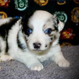 Toto - Blue merle male Australian Shepherd puppy in El Dorado Springs, Missouri from HP Aussie Kennels