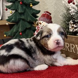 Bella - Blue merle female Miniature Australian Shepherd puppy in Colorado Springs, Colorado from Fuzy Butts Mini & Toy Aussies