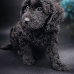 Teal - Black female Goldendoodle puppy in Byron, Georgia from Southern Olive Doodles 🫒