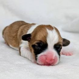 Bree - Sable and white female American Corgi puppy in Clarksville, Tennessee from Cold Creek Family Farm LLC