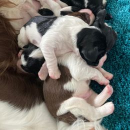 English Springer Spaniel Puppies from Ivy Hill English Springer Spaniels