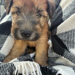 Nala - Wheaten female Soft Coated Wheaten Terrier puppy in Nokomis, Illinois from Windhill Wheatens