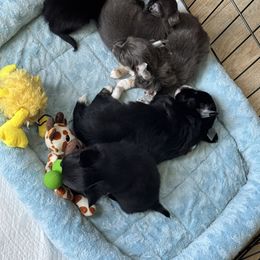 Chihuahua Puppies from KB Chihuahuas